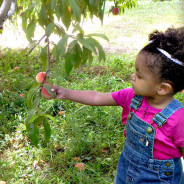 Curriculum Development