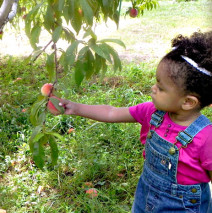 Curriculum Development